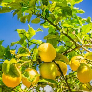 Alternative view of Dwarf Meyer Lemon Tree, Starter Plant From 3 Inches Tall For Growing