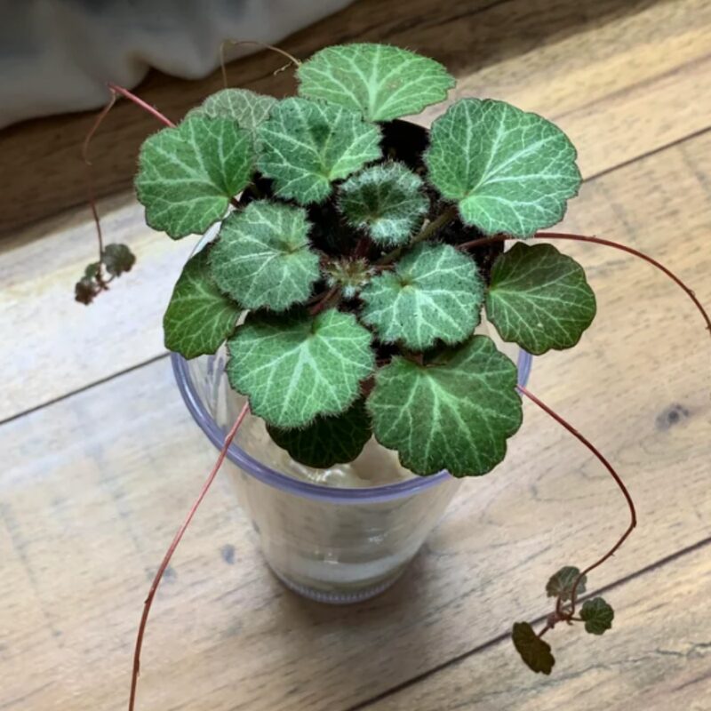 Strawberry Begonia Plant Potted - Image 3