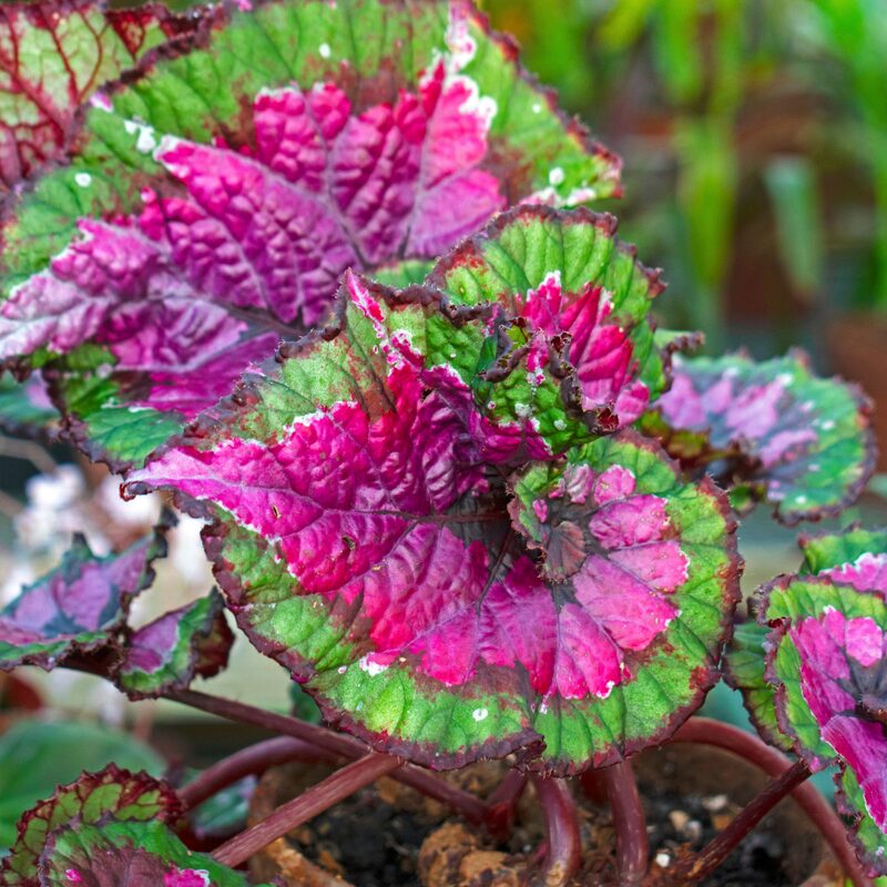 Dark Fantasy Begonia Plant Potted - Image 2