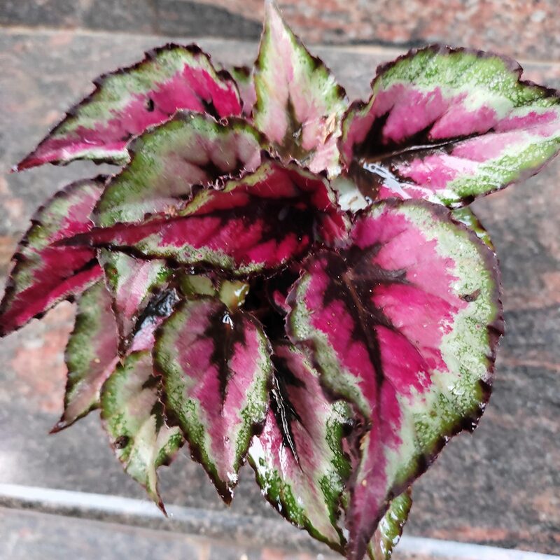 Dark Fantasy Begonia Plant Potted - Image 3