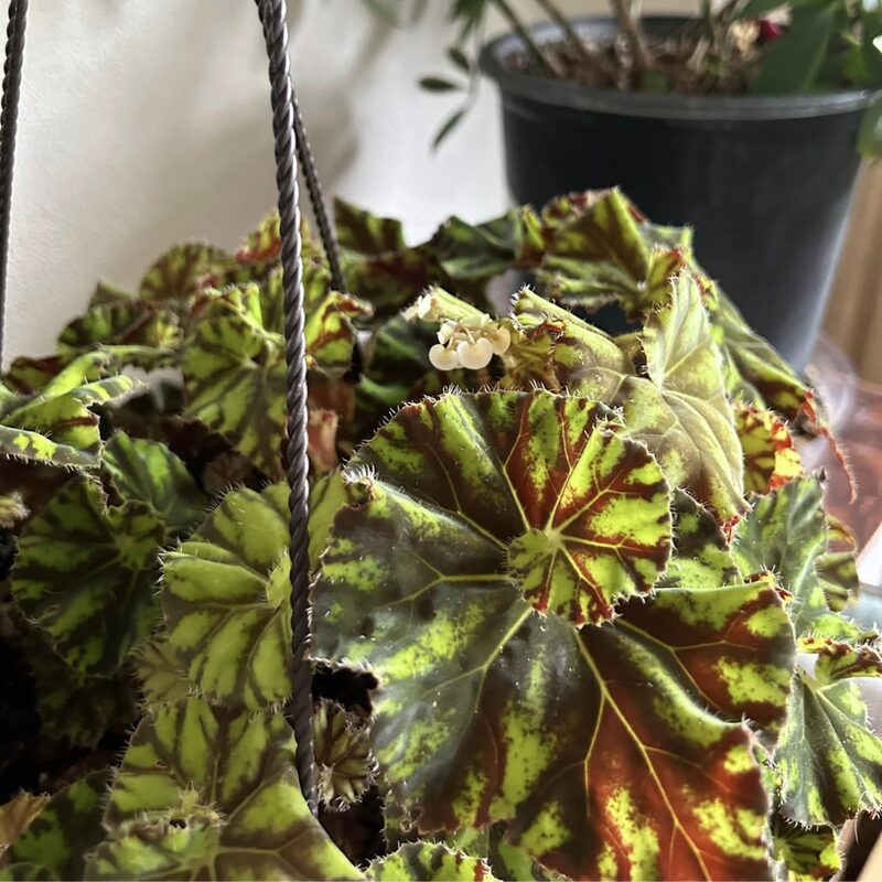 Cowardly Lion Begonia Plant Potted - Image 4