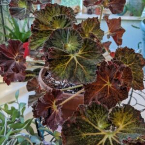 Alternative view of Dark Purple Begonia Plant Potted