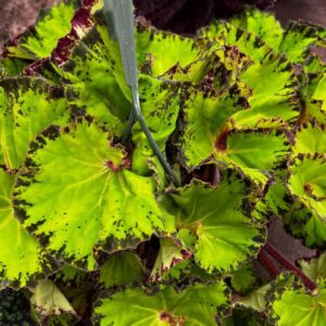 Alternative view of Rhizomatous Begonia Plant Potted