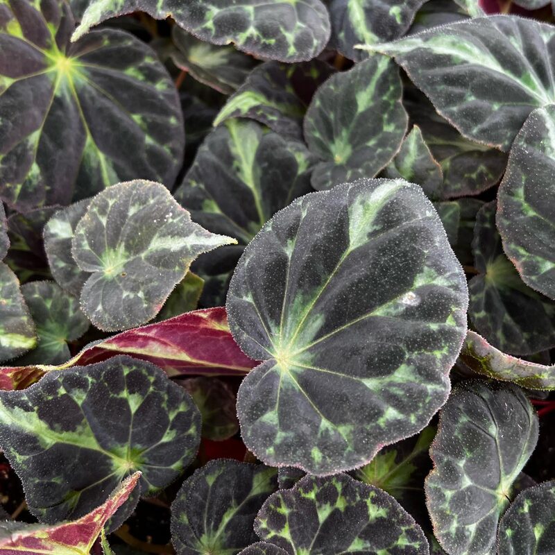 Barsalouxiae Begonia Plant Potted - Image 4