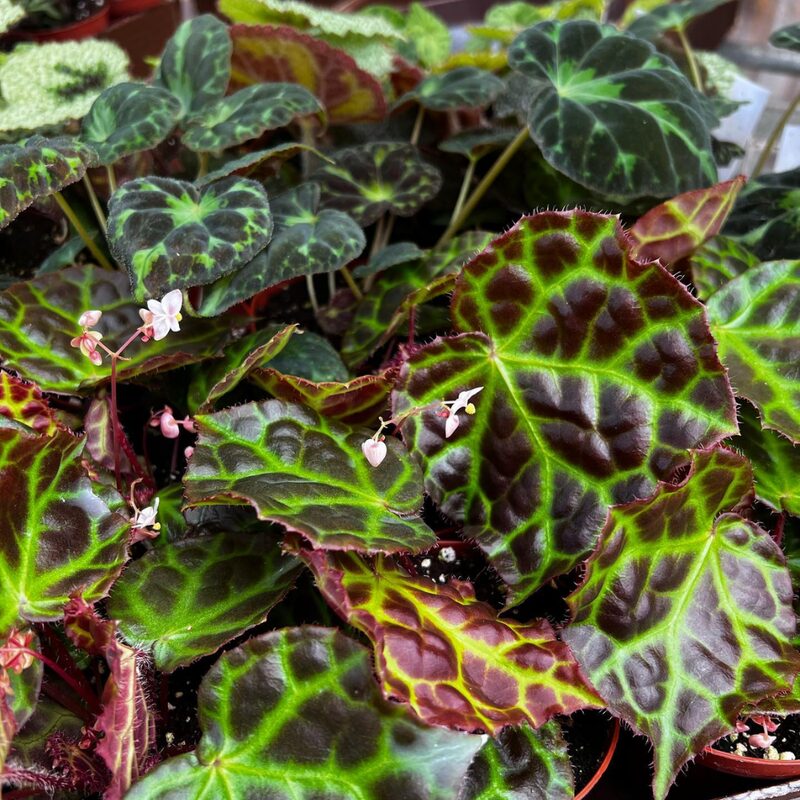 Barsalouxiae Begonia Plant Potted - Image 2