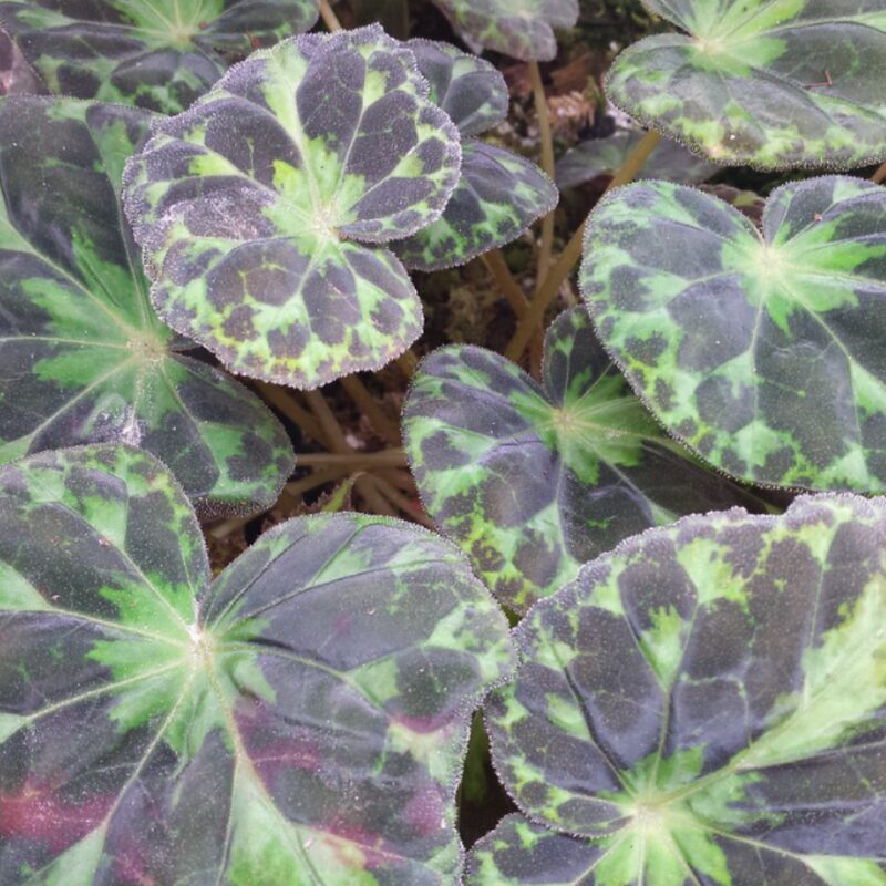 Barsalouxiae Begonia Plant Potted - Image 3