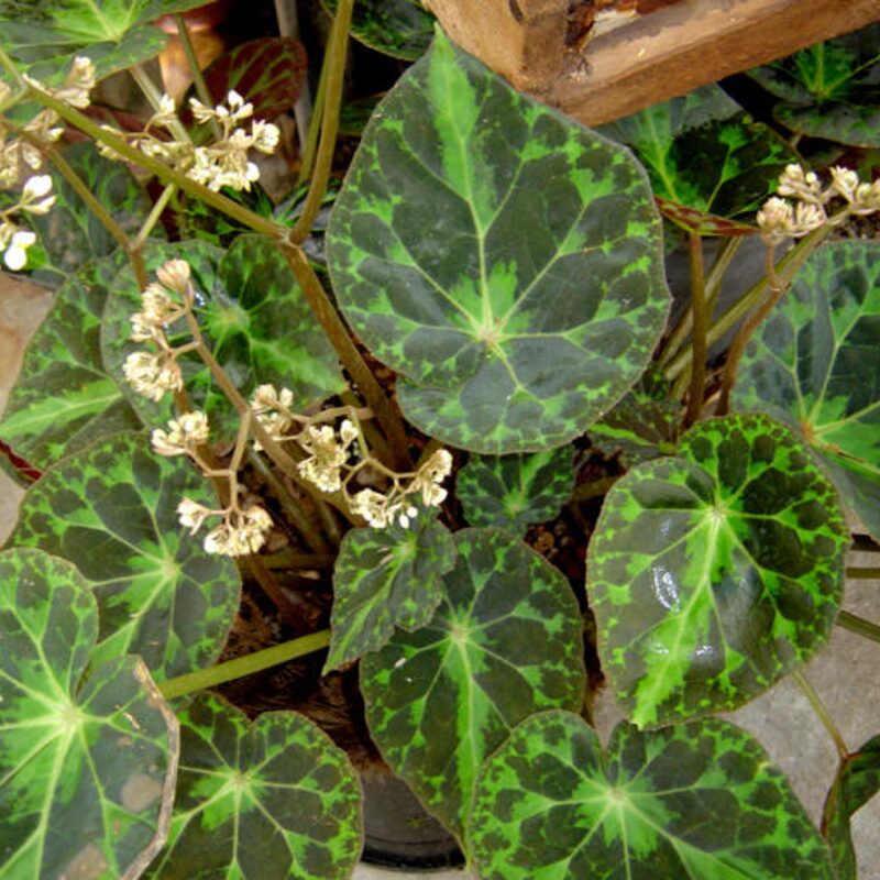 Barsalouxiae Begonia Plant Potted
