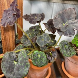 Alternative view of Shanicka Begonia Plant Potted