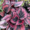 Red Robin Begonia Plant Potted