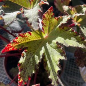 Alternative view of Little Beaver Begonia Plant Potted