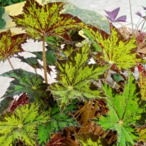 Little Beaver Begonia Plant Potted