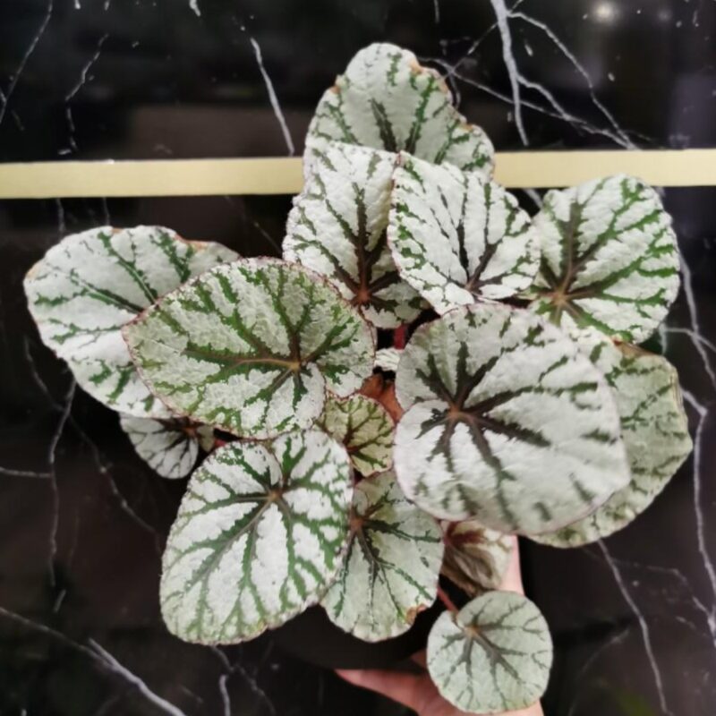 Silver Dollar Rex Begonia Plant Potted - Image 4