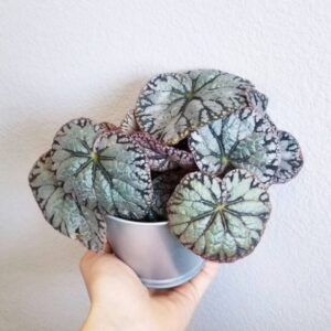 Alternative view of Silver Dollar Rex Begonia Plant Potted