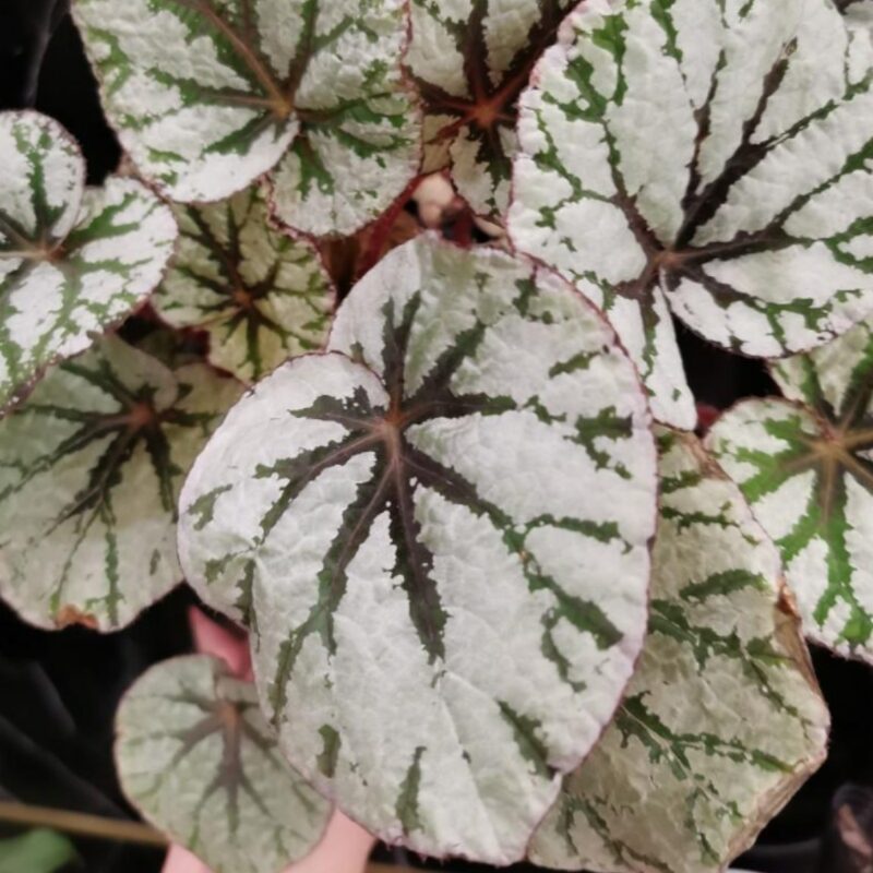 Silver Dollar Rex Begonia Plant Potted - Image 3