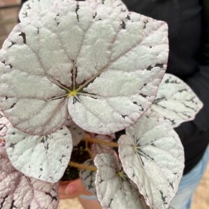 Silver Dollar Rex Begonia Plant Potted