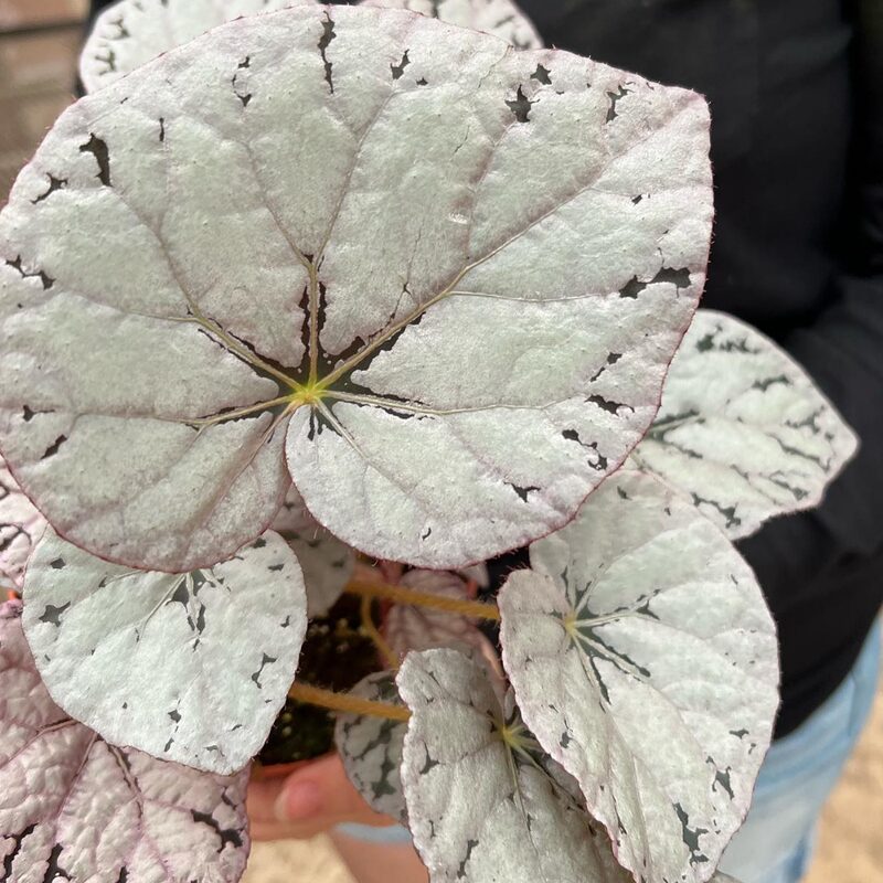Silver Dollar Rex Begonia Plant Potted