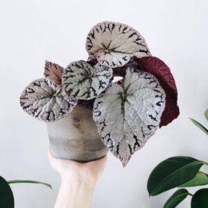 Alternative view of Begonia Plant