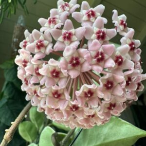 Alternative view of Hoya Plant