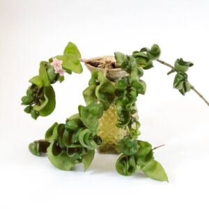 Hoya Hindu Rope Plant