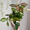 Hoya Carnosa Krimson Princess Plant