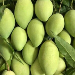 Alternative view of Hoa Loc Sweet Mango Tree Grafted - 2-3Ft - 3 Gallon Pot - Tropical Fruit Tree Zones 9-11 - Sweet Flavor Mango Tree Ready to Bear Fruit in 1 Year