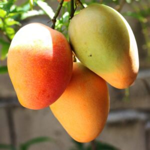 Julie Mango Tree Grafted - 2-3Ft in Gallon Pot - Tropical Fruit Tree Zones 9-11 - Sweet Flavor Mango Tree Ready to Bear Fruit in 1 Year