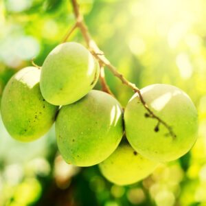 Alternative view of Glenn Mango Tree Grafted - 2-3Ft - 3 Gallon Pot - Tropical Fruit Tree Zones 9-11 - Sweet Flavor Mango Tree Ready to Bear Fruit in 1 Year