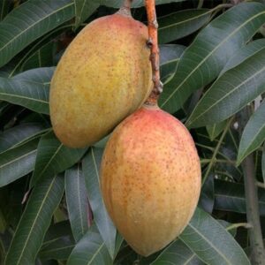 Alternative view of Pram Kai Mea Mango Tree Grafted - 2-3Ft - 3 Gallon Pot - Tropical Fruit Tree Zones 9-11 - Sweet Flavor Mango Tree Ready to Bear Fruit in 1 Year