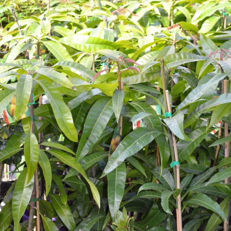 Keo Savoy Mango Tree Grafted - 2-3Ft - 3 Gallon Pot - Kyo Khiew Keow Kiew Savoy Tropical Fruit Tree Zones 9-11 - Sweet Flavor Mango Tree Ready to Bear Fruit in 1 Year - Image 6