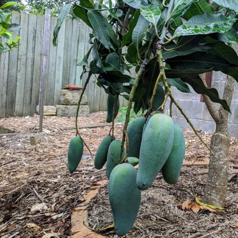 Keo Savoy Mango Tree Grafted - 2-3Ft - 3 Gallon Pot - Kyo Khiew Keow Kiew Savoy Tropical Fruit Tree Zones 9-11 - Sweet Flavor Mango Tree Ready to Bear Fruit in 1 Year - Image 3