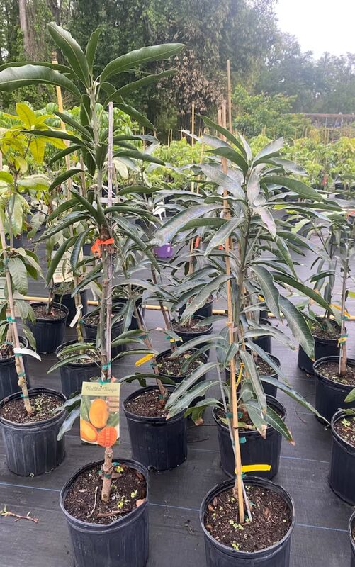 Keo Savoy Mango Tree Grafted - 2-3Ft - 3 Gallon Pot - Kyo Khiew Keow Kiew Savoy Tropical Fruit Tree Zones 9-11 - Sweet Flavor Mango Tree Ready to Bear Fruit in 1 Year - Image 4