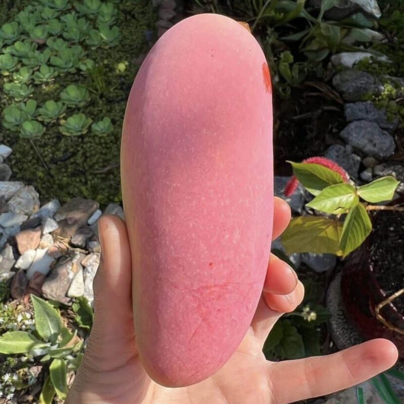 maha chanook mango fruit