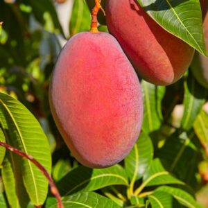 Mango Tree Plant Mangifera Indica - 8"-15" Seedling Mango - Red Sweet - Zones 9-11