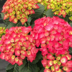 Change Color Hydrangea Plants, Well-rooted from Pink to Red Purple or White
