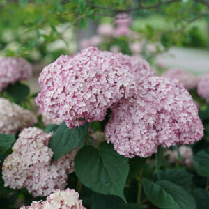 Alternative view of Incrediball Blush Hydrangea Perennial Huge Flowers