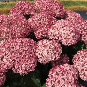 Incrediball Blush Hydrangea Perennial Huge Flowers