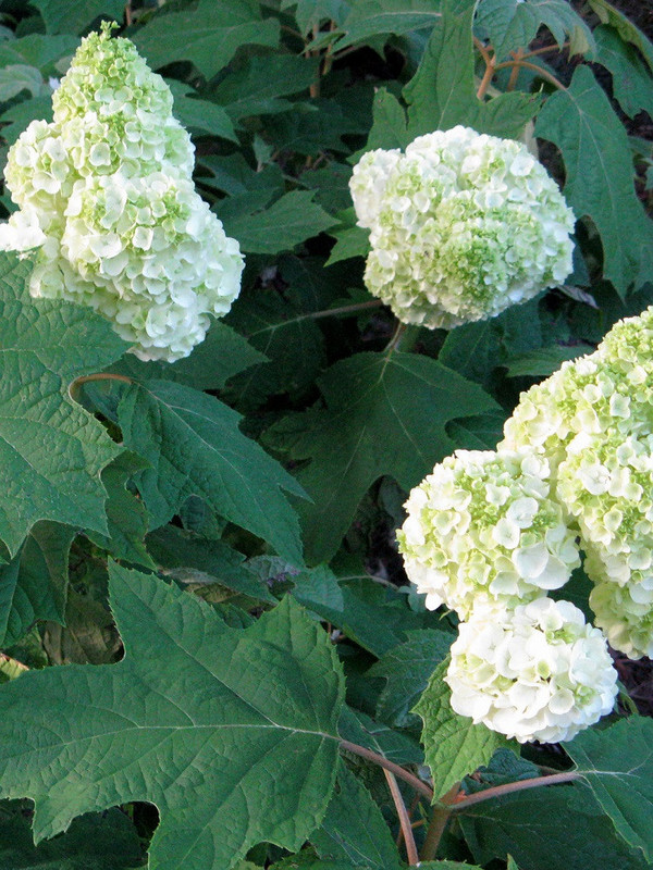 Gatsby Moon Oakleaf Hydrangea - Image 2