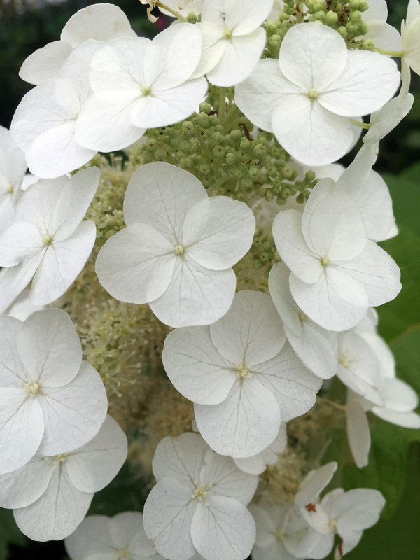 Gatsby Moon Oakleaf Hydrangea