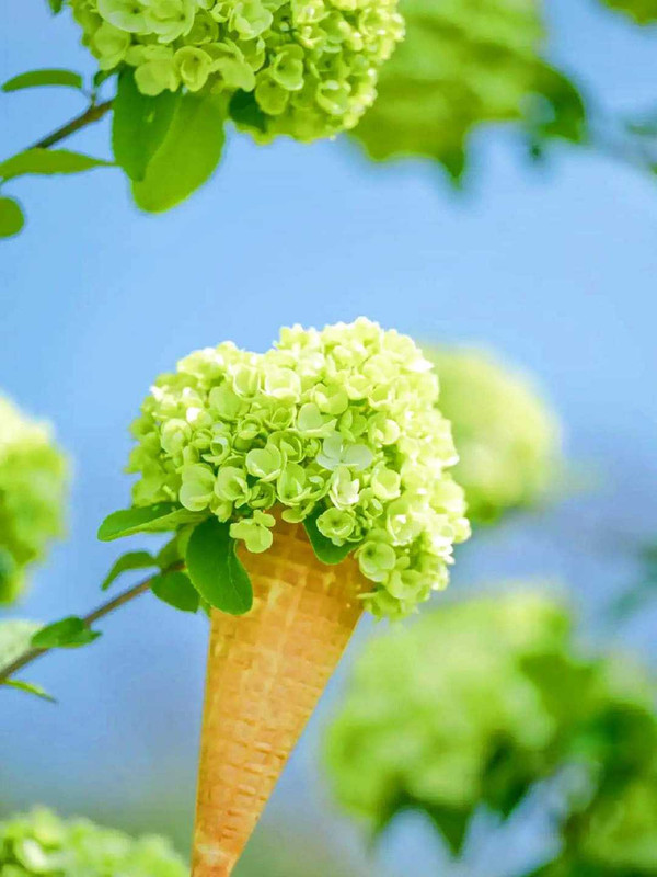 Green Hydrangea Live Plant - 1 Year Old Tree - Image 5