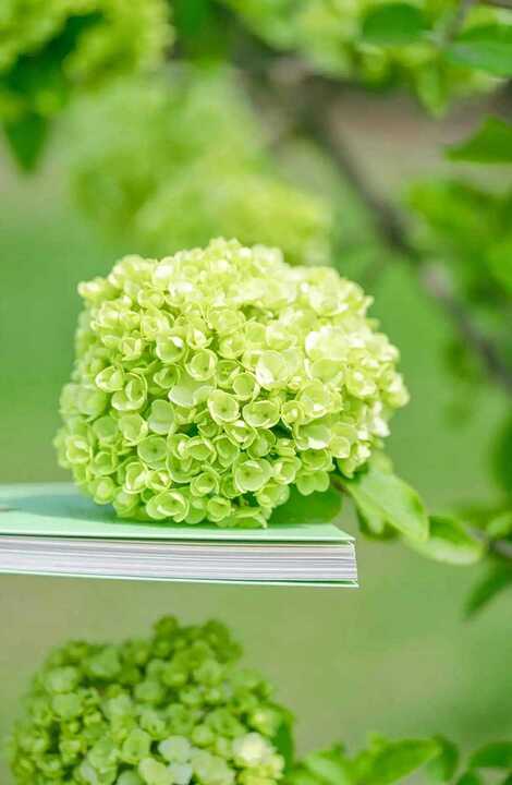 Green Hydrangea Live Plant - 1 Year Old Tree - Image 3