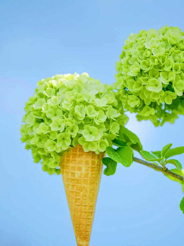 Green Hydrangea Live Plant - 1 Year Old Tree - Image 4