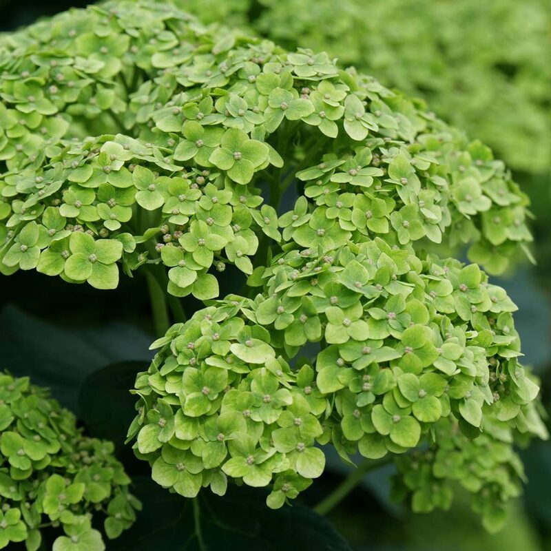 Green Hydrangea Live Plant - 1 Year Old Tree - Image 2