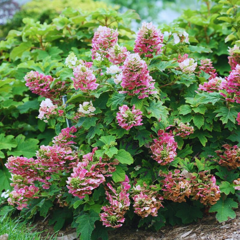 Gatsby Pink Hydrangea - Image 3
