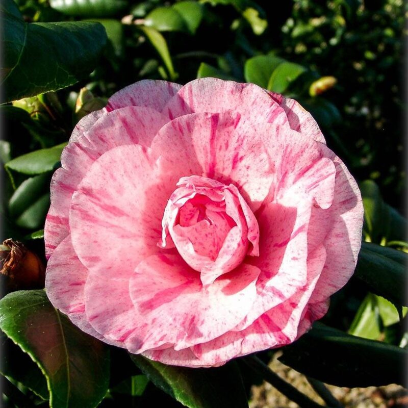 Dad's Pink Camellia - Image 3