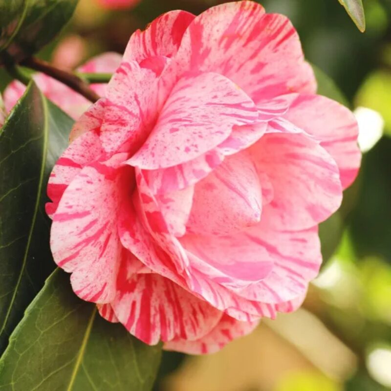 Dad's Pink Camellia - Image 4
