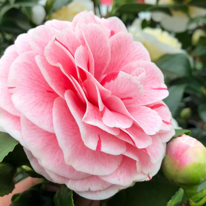 Dad's Pink Camellia - Image 2