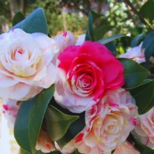 Alternative view of White Pink Camellia Live Plant in 4" Pot