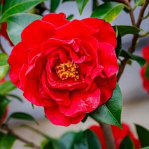 Kramer's Supreme Camellia