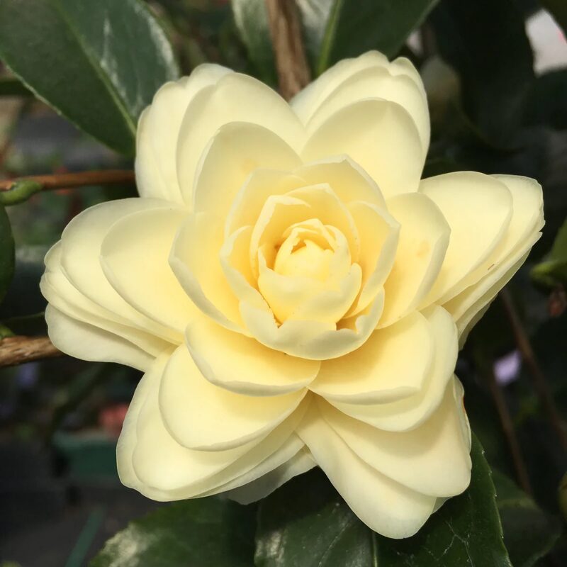 Lemon Glow Camellia – Flowering Evergreen Shrub with Pale Yellow Blooms – Full to Partial Shade