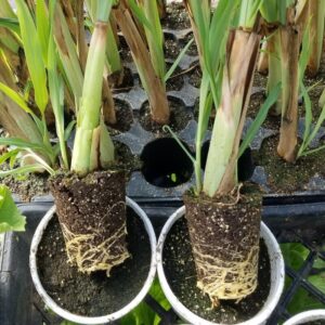 Alternative view of Lemongrass Stalks Bulk